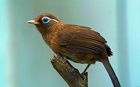 画眉怎么养 三招教你养好画眉生鸟