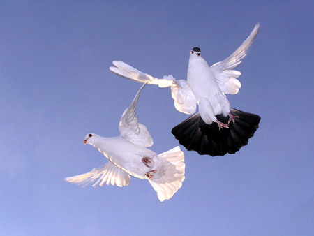 鸽子配对技巧 做到无微不至的照顾种鸽