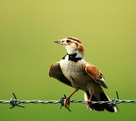 怎么训练鸟 鸟儿叼硬币的训练