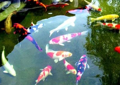 锦鲤鱼活多少年 是一种比较长寿的观赏鱼