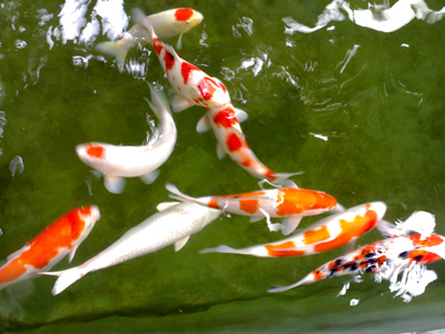 怎样鉴别锦鲤鱼的好坏 掌握挑选技巧