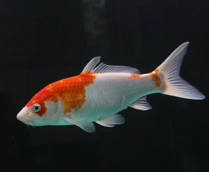 锦鲤受伤了怎么办 水质不好影响到治愈率