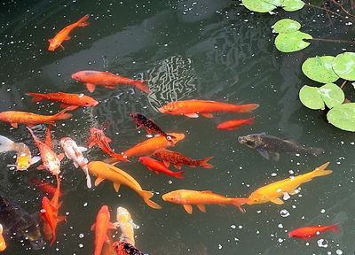 如何使锦鲤鱼池水变清 要定期换水