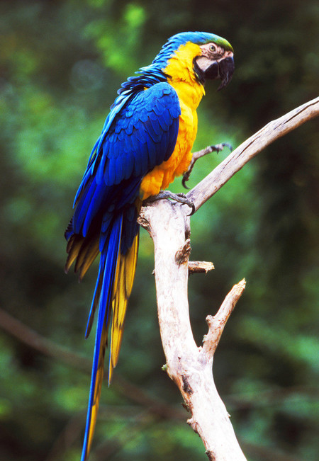 小鸟感冒了怎么办 鸟类呼吸器官疾病防治