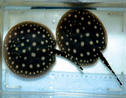 魟鱼怎么区别公母 雌性魟鱼没有交尾器