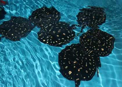 魟鱼烫伤怎么办 应该提前做好预防