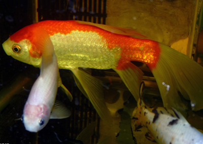 锦鲤鱼要怎么消毒 要注意日常细节的维护