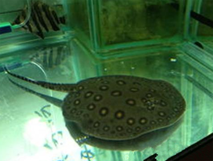 魟鱼喂什么 可以喂食适当的活饵