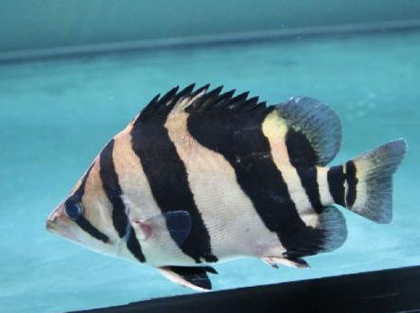 印尼虎鱼蒙眼怎么办 主要是和水质有关