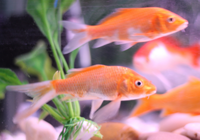 怎么样给锦鲤鱼打针 熟练掌握打针技巧