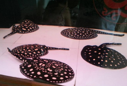 养魟鱼要注意什么 魟鱼的饲养难度不大