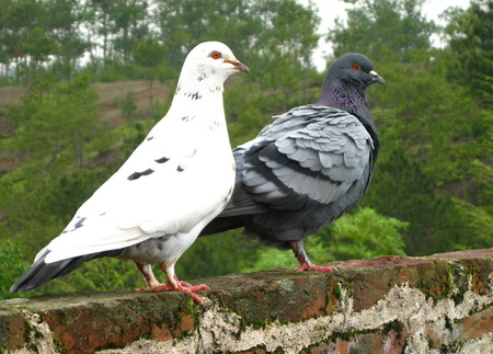 信鸽生病怎么办 信鸽抗生素的用法