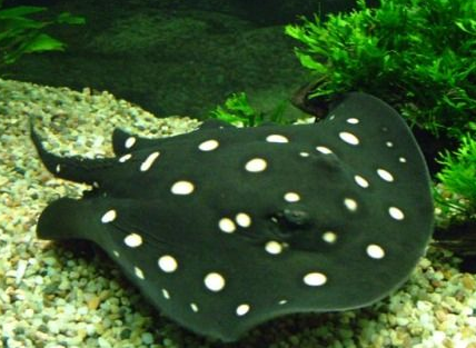 魟鱼吃什么 最初的食物应该选择红虫