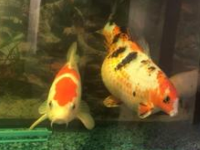 锦鲤长黑斑怎么办 彻底给缸消毒