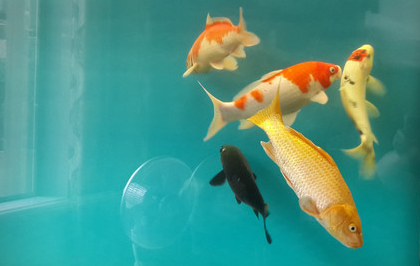 锦鲤什么品种好 根据自己的喜好来挑选