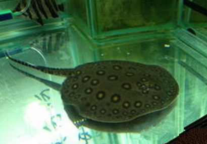 魟鱼入缸前该如何过水 注意掌握过水技巧