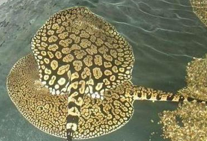 珍珠魟鱼吃什么 珍珠魟鱼是肉食鱼类