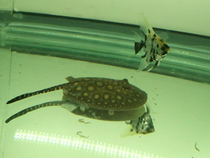 小魟鱼吃什么 可以喂食红虫和碎虾肉