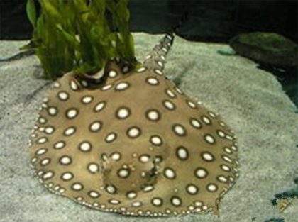 魟鱼肠炎怎么办 药物治疗后不要去打扰它