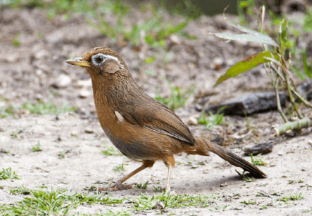 画眉鸟的常见疾病 画眉白内障的防治