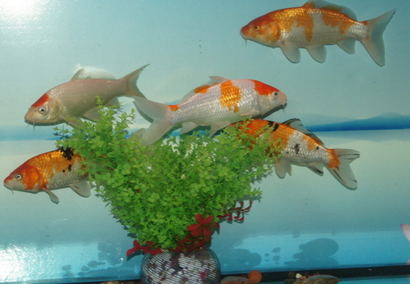 小锦鲤鱼怎么养 注意要少食多餐