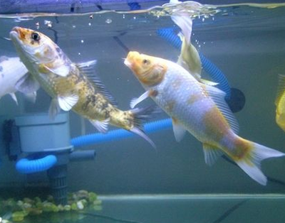 家庭怎样养锦鲤 饲养锦鲤的注意事项