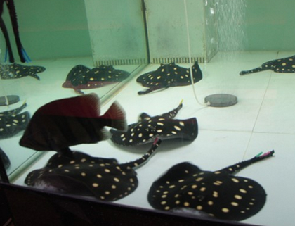 魟鱼多少钱 通常600-800元一对