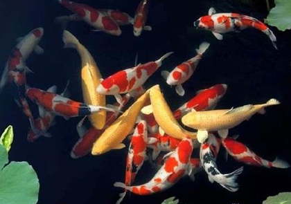 锦鲤鱼生病了怎么办 提供一个良好的环境