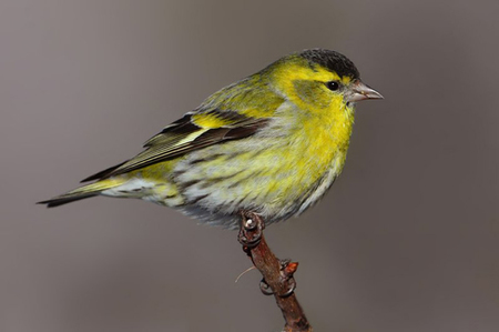 黄雀如何驯养 不栓脖套不上杠的训练方法