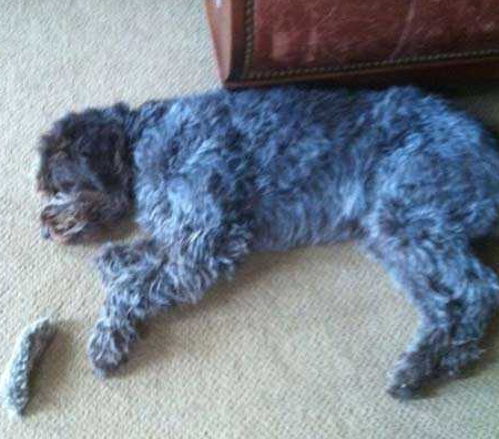 蠢狗以为自己的尾巴掉了...就这样伤心了一个下午...