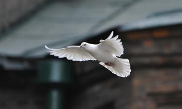 夏天怎样养鸽子 请给鸽子补充点盐水