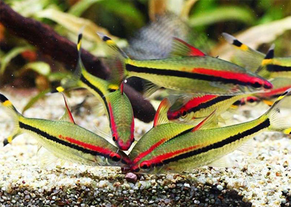 灯鱼可以混养吗 要注意灯鱼的食性