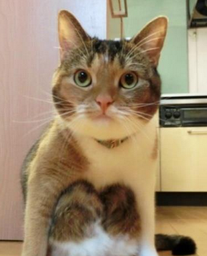 喵星人又进化了，他竟然喜欢蹲着