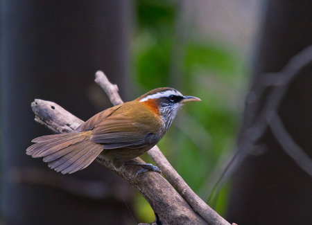 怎样自制画眉鸟饲料 画眉素食的制作方法