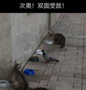 我擦，两面受敌