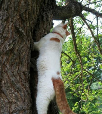 爬树这事，小case……艾玛艹，下不去了