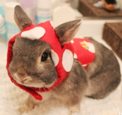 小红帽兔子 萌萌哒