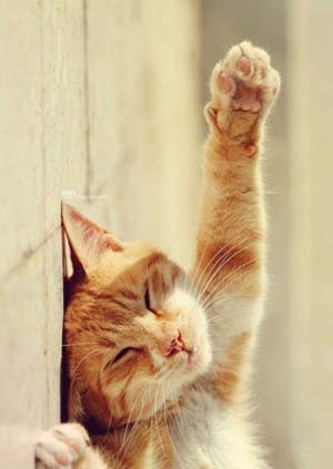 喵星人伸个小懒要