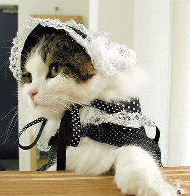 喵，为主人服务