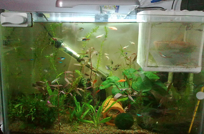 灯鱼怎么繁殖 水温保持在22~28℃左右