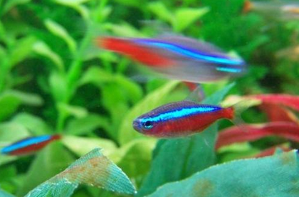 灯鱼喂什么饲料 颗粒饲料稳定性强