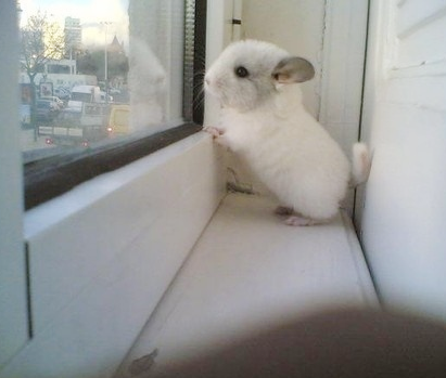 站在窗边静静的沉思