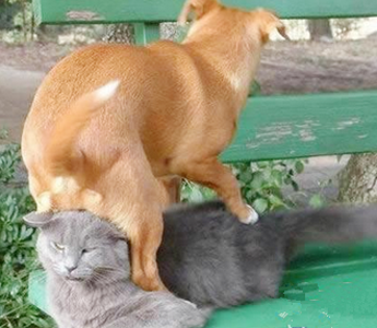 喵的，看我待会怎么收拾你