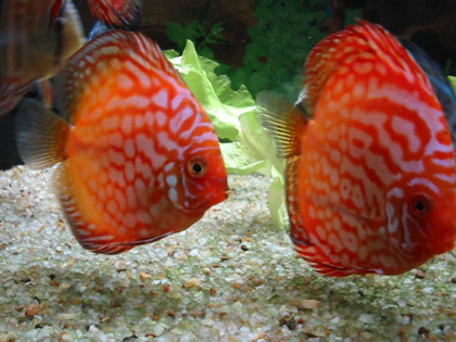 哪些鱼适合与七彩燕鱼混养 注意混养细节