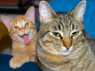 后面那个二货我不认识它