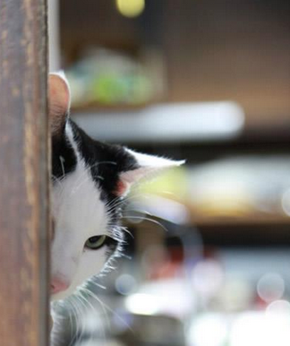 喵间谍眼神好有杀伤力啊