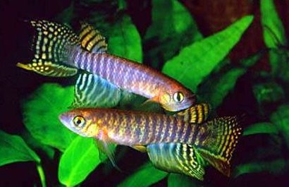 鳉鱼吃什么 鳉鱼属于杂食性鱼类