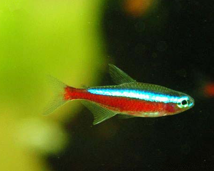 宝莲灯鱼的饲养要注意什么  喜偏酸性水质