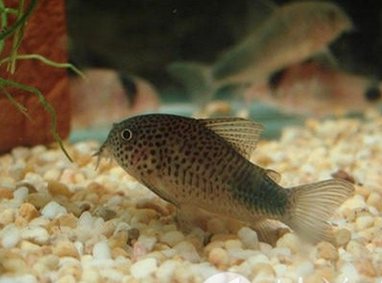 鼠鱼的寿命有多长 寿命长短与饲养有关