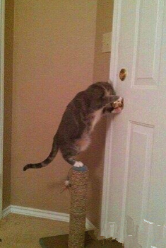 好吧，人类已经不能阻止你了